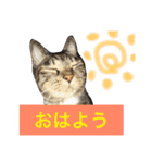 可愛い2匹の猫ちゃん（個別スタンプ：12）