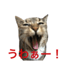 可愛い2匹の猫ちゃん（個別スタンプ：15）