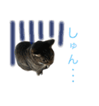 可愛い2匹の猫ちゃん（個別スタンプ：16）