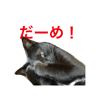 可愛い2匹の猫ちゃん（個別スタンプ：17）