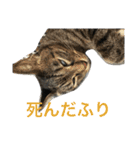 可愛い2匹の猫ちゃん（個別スタンプ：19）