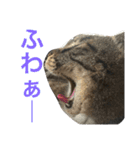 可愛い2匹の猫ちゃん（個別スタンプ：20）