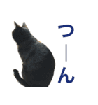 可愛い2匹の猫ちゃん（個別スタンプ：21）