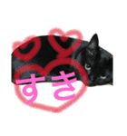 可愛い2匹の猫ちゃん（個別スタンプ：22）