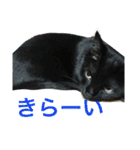 可愛い2匹の猫ちゃん（個別スタンプ：23）