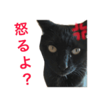 可愛い2匹の猫ちゃん（個別スタンプ：24）