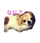 dog coco messi chii（個別スタンプ：1）