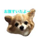 dog coco messi chii（個別スタンプ：2）
