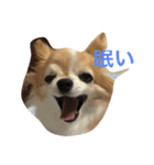 dog coco messi chii（個別スタンプ：3）