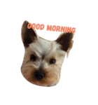 dog coco messi chii（個別スタンプ：4）