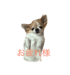 dog coco messi chii（個別スタンプ：7）