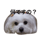 dog coco messi chii（個別スタンプ：8）