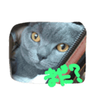 h-jimen（個別スタンプ：4）