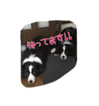 お気楽ボーダー2（個別スタンプ：3）