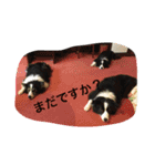 お気楽ボーダー2（個別スタンプ：5）