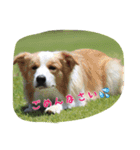 お気楽ボーダー2（個別スタンプ：16）
