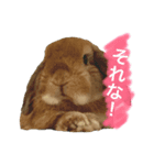 ウサうさ！（個別スタンプ：1）