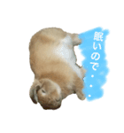 ウサうさ！（個別スタンプ：3）