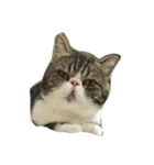 Mojitocat（個別スタンプ：1）