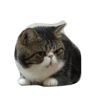 Mojitocat（個別スタンプ：2）