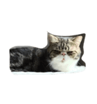 Mojitocat（個別スタンプ：3）