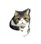 Mojitocat（個別スタンプ：4）