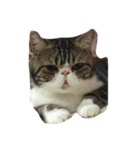Mojitocat（個別スタンプ：6）