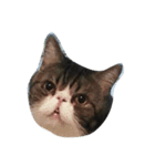 Mojitocat（個別スタンプ：7）