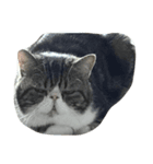 Mojitocat（個別スタンプ：8）