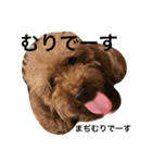 トイプードルあしゅちゃちゃの日常（個別スタンプ：3）