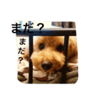 トイプードルあしゅちゃちゃの日常（個別スタンプ：5）