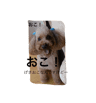 トイプードルあしゅちゃちゃの日常（個別スタンプ：7）