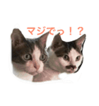 家の8猫（個別スタンプ：1）