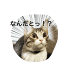 家の8猫（個別スタンプ：3）