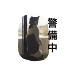 家の8猫（個別スタンプ：5）