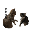 家の8猫（個別スタンプ：11）