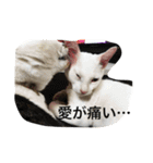 家の8猫（個別スタンプ：13）