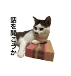 家の8猫（個別スタンプ：14）