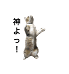 家の8猫（個別スタンプ：15）