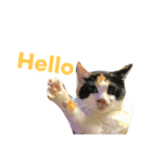 ミケとキジのまるこたけ（個別スタンプ：1）