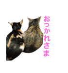 ミケとキジのまるこたけ（個別スタンプ：4）