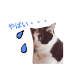 ミケとキジのまるこたけ（個別スタンプ：5）
