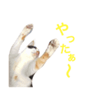 ミケとキジのまるこたけ（個別スタンプ：10）