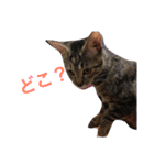 ミケとキジのまるこたけ（個別スタンプ：11）