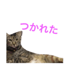 ミケとキジのまるこたけ（個別スタンプ：12）