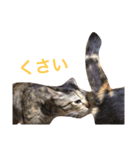 ミケとキジのまるこたけ（個別スタンプ：14）