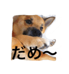 雑種犬 昇ちゃん（個別スタンプ：1）