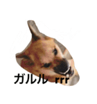 雑種犬 昇ちゃん（個別スタンプ：2）