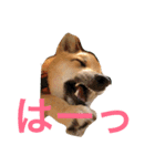 雑種犬 昇ちゃん（個別スタンプ：9）