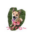 雑種犬 昇ちゃん（個別スタンプ：11）